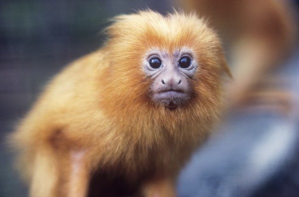 Golden lion tamarin © David Lawson / WWF-UK