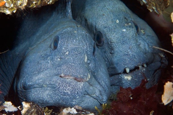 Atlantic wolfish, Saltstraumen, Norway © Wild Wonders of Europe /Magnus Lundgren / WWF