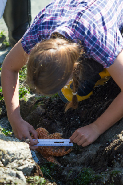 Volunteer measuring sea star. © Kyler Vos