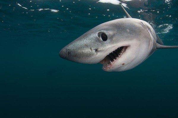 Porbeagle shark