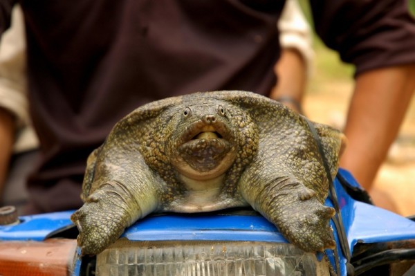 A Soft shell turtle (Trionychidae spp.), Indonesia. © WWF-Indonesia/Ihwan Rafina