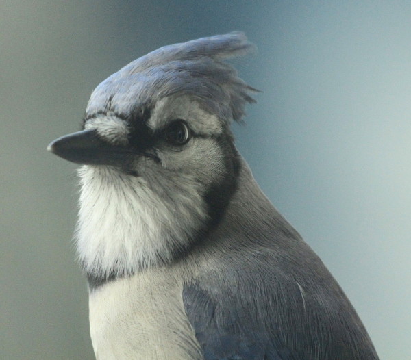 Close up of the head of a blue jay (Cyanocitta cristata), Halifax, Nova Scotia, Canada. © Jarrett Corke / WWF-Canada