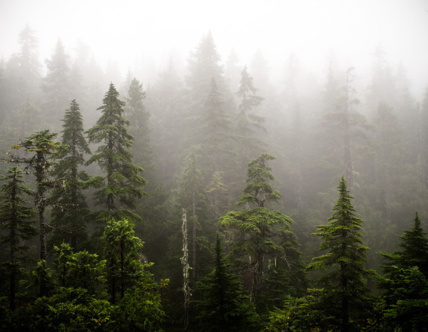 Un jour de brouillard dans la Sunshine Coast, Colombie-Britannique © Linda L.