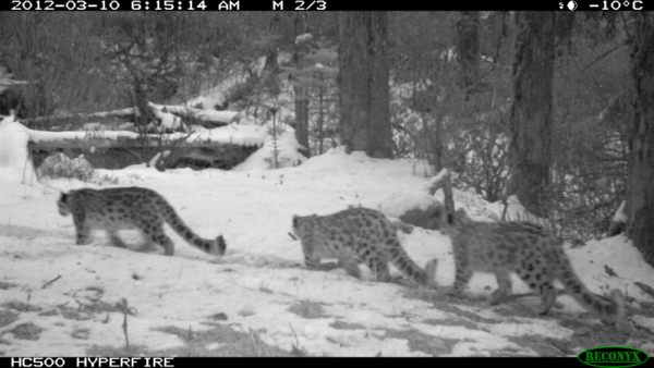 Snow leopard family group. © WWF-WCNP, Bhutan