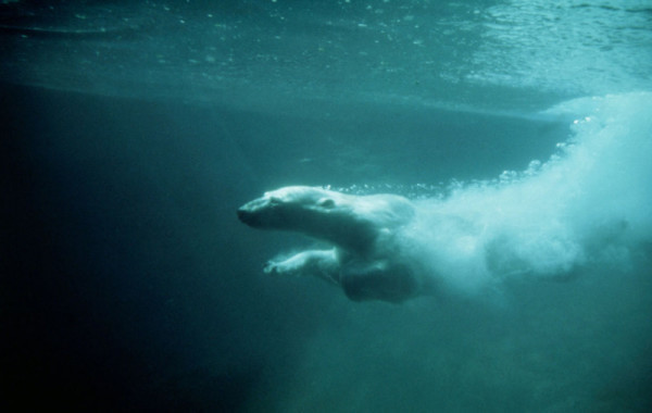 Ursus maritimus Polar bear Diving Hudson's Bay, Canada