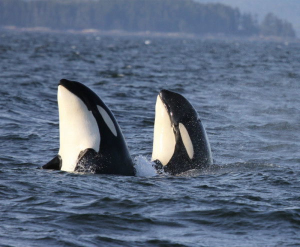 Close up of two northern resident Killer whales (Orcinus orca) surfacing in the waters off the central coast of British Columbia, Canada. © Natalie Bowes / WWF-Canada 