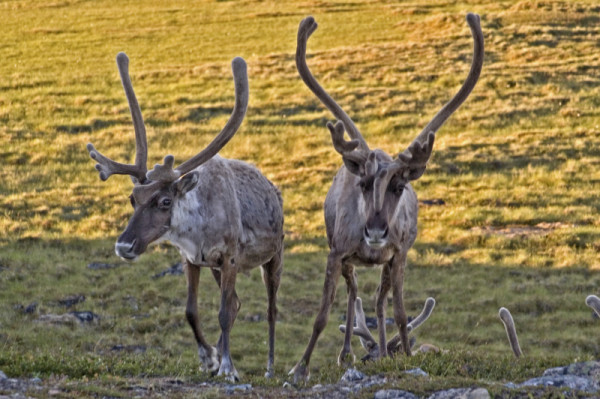 Two barren-ground Caribou (Rangifer tarandus) near the Back River, Northwest Territories, Canada. © Jeremy HARRISON / WWF-Canada