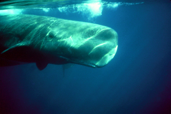 Sperm whale Physeter macrocephalus An underwater view of a Sperm whale lying just below the surface.