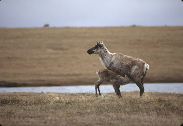 Nursing Caribou calf (Rangifer tarandus), Arctic National Wildlife Refuge, Alaska, United States. © Ken MADSEN / WWF-Canada
