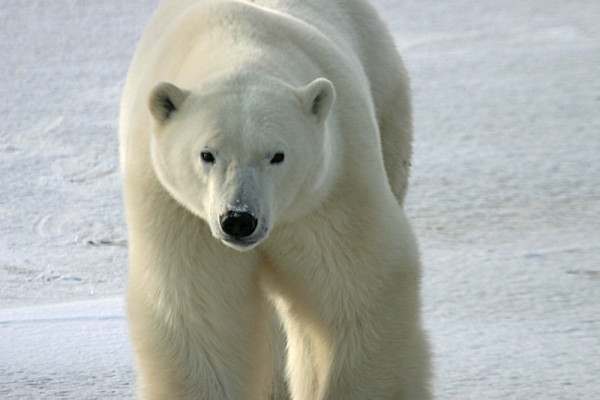 Polar bear (Ursus maritimus), Churchill, Manitoba, Canada.