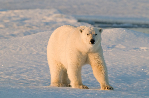 Polar bear (Ursus maritimus) walking on sea ice, Spitsbergen, Svalbard, Norway. © Steve Morello / WWF-Canon