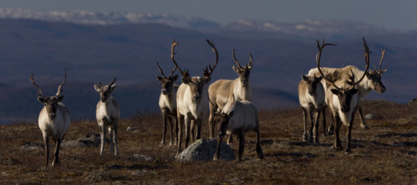 Caribou (Rangifer tarandus) from the George River area, Labrador, Canada. © GaryAndJoanieMcGuffin.com / WWF-Canada