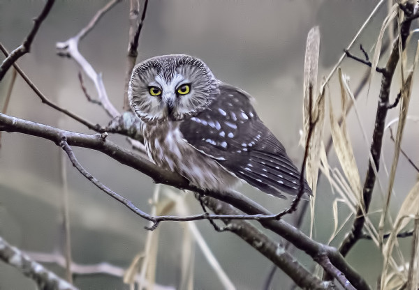 Saw-Whet Owl taken on January 9th in a little park in Comox, BC. © George B. 