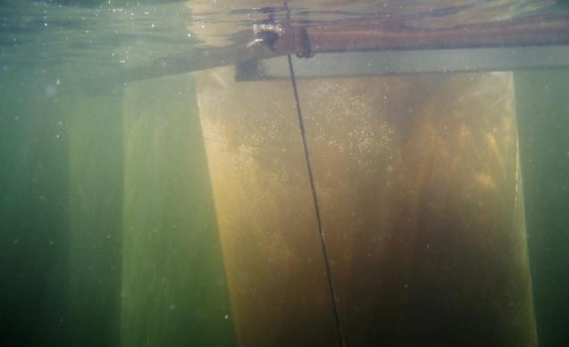 Photo by: Marilyne Robidoux An experiment on the effects of nutrient loading to freshwater communities. Pictured are mesocosms containing dissolved organic carbon, A component of water quality which browns water and reduced light penetration.