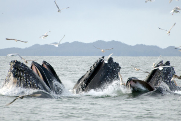 Humpback whales (Megaptera novaeangliae) feeding in the coastal waters near Prince Rupert, British Columbia, Canada.