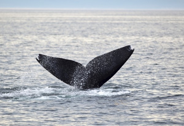 North Atlantic right whale (Eubalaena glacialis) off Grand Manan Island, Bay of Fundy, New Brunswick, Canada.