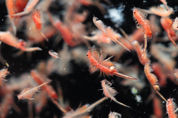 Artemia plankton isolated on black background © Napat / Shutterstock