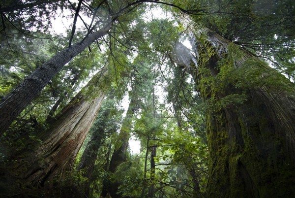 Looking up into the canopy of ancient trees of the original temperate forest on Lyell Island, Gwaii Haanas, Haida Gwaii, British Columbia, Canada