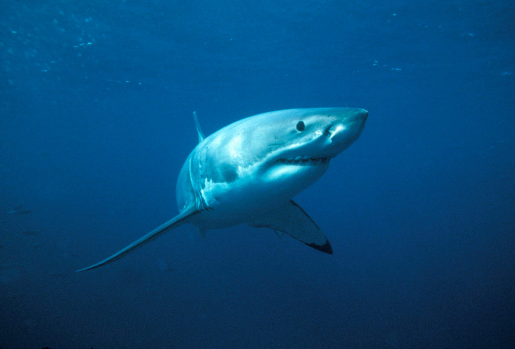 Great white shark (Carcharodon carcharias)