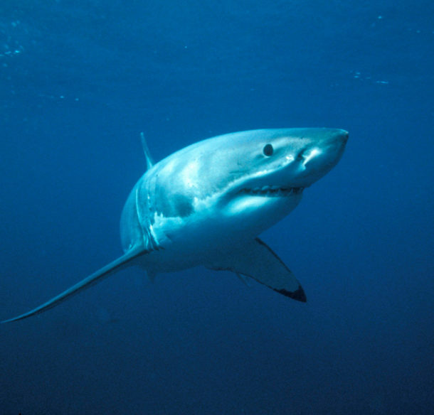 Great white shark (Carcharodon carcharias)