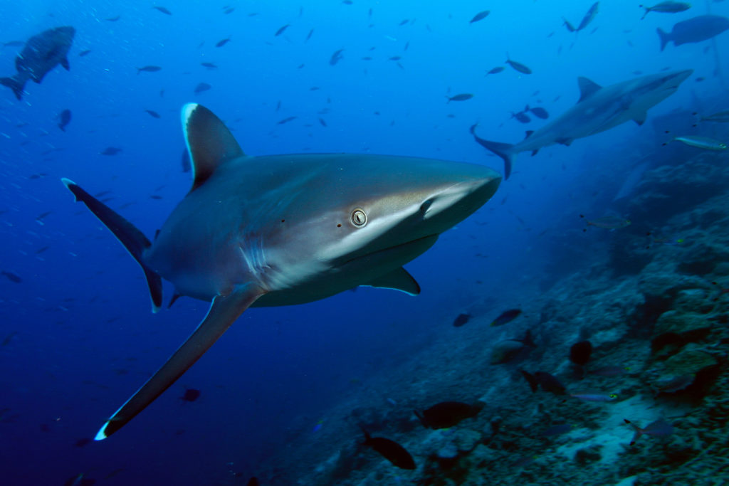 Silvertip shark, Beqa lagoon, Fiji