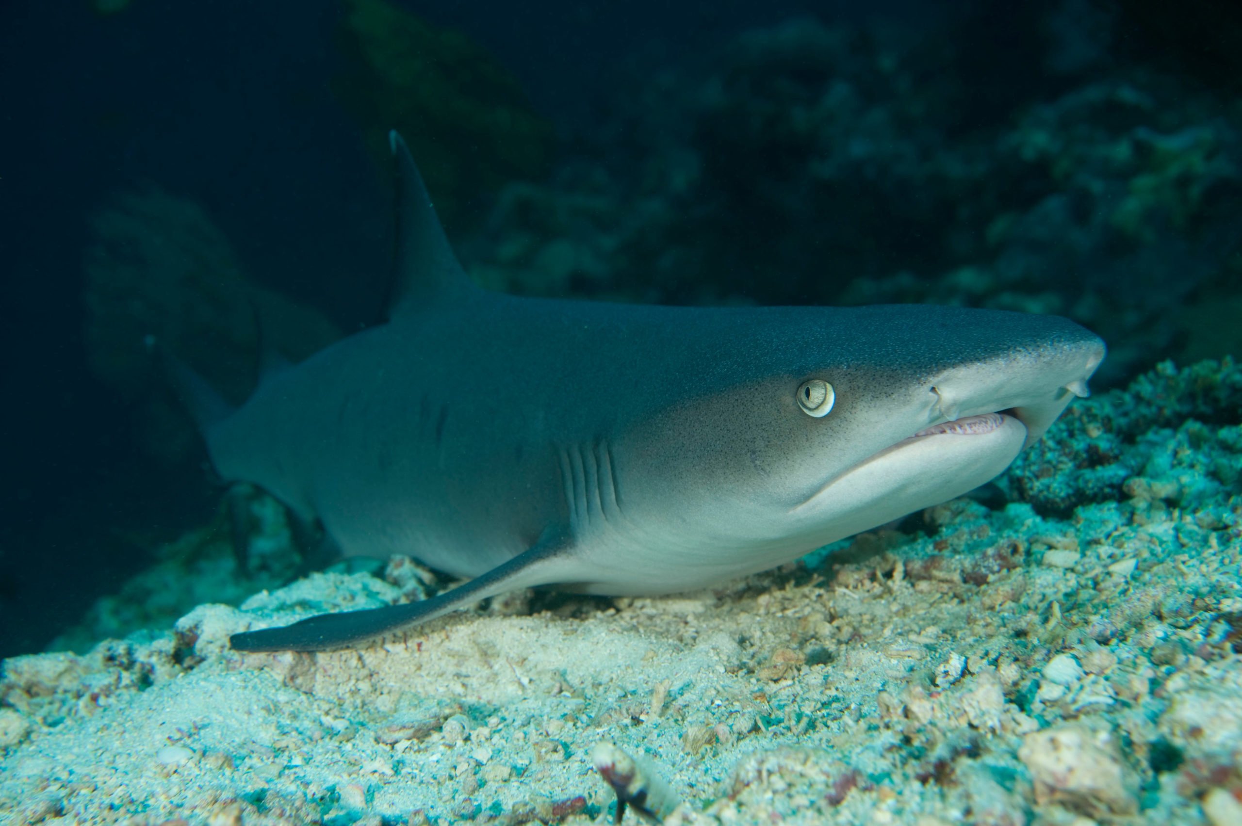 Whitetip reef shark, Sipadan island, Malaysia