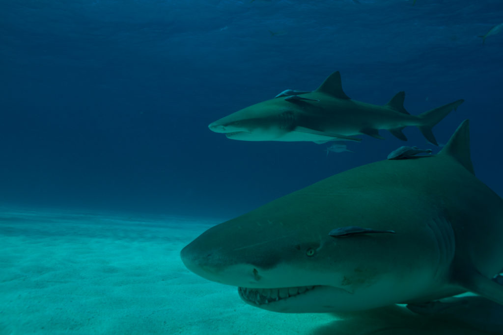 Close up of the head of a lemon shark 