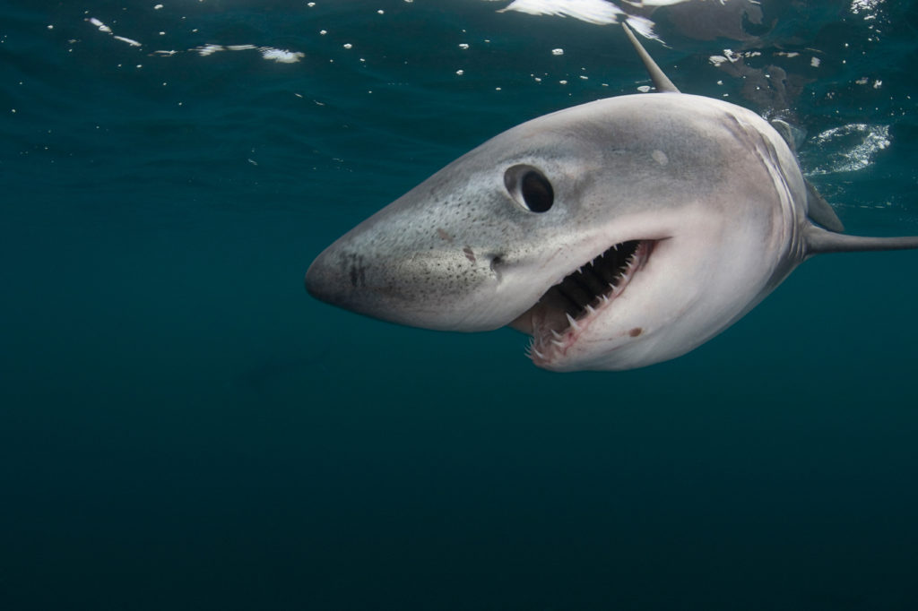 Porbeagle shark (Lamna nasus) captive, Nova Scotia, Canada. 