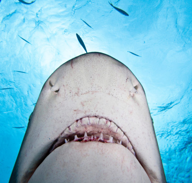 Lemon shark, West End, Bahamas