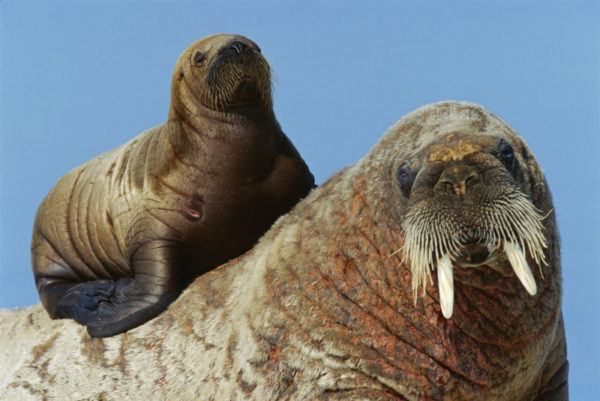 A 3-month old Atlantic walrus calf (Odobenus rosmarus) finds refuge on her mother's back in Igloolik, Nunavut, Canada. © Paul Nicklen/National Geographic Stock / WWF-Canada