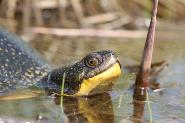 Blandings turtle (Emydoidea blandingii), Ontario, Canada.