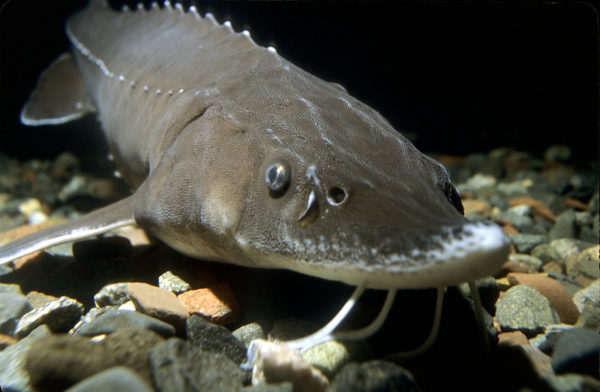 Lake sturgeon (Acipenser fulvescens), a fresh water fish, swimming underwater, North America. © Eric Engbretson Underwater Photography/WWF-Canada.