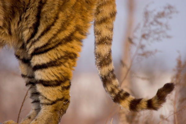 Close up of tail and rear legs of Siberian tiger, China © naturepl.com / Juan Carlos Munoz / WWF