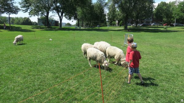 output-BiquetteMontral-sheepsandchildren-creditSophieParadisWWF-Canada