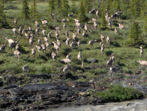 Barren-ground Caribou (Rangifer tarandus) from the Porcupine Caribou Herd reach the shore after crossing the Firth River, Ivvavik National Park, Yukon, Canada. © Monte HUMMEL / WWF-Canada