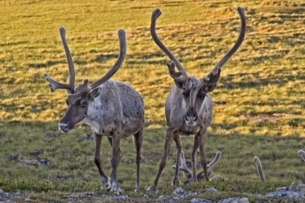 Two barren-ground Caribou (Rangifer tarandus) near the Back River, Northwest Territories, Canada. © Jeremy HARRISON / WWF-Canada