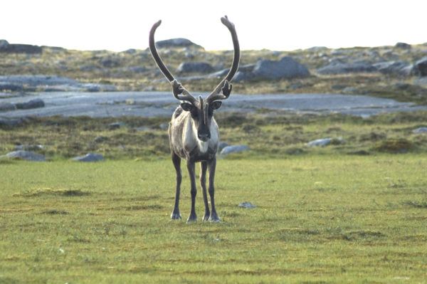 A barren-ground Caribou (Rangifer tarandus) near Chantrey Inlet on the Back River, Northwest Territories, Canada. © Jeremy HARRISON / WWF-Canada