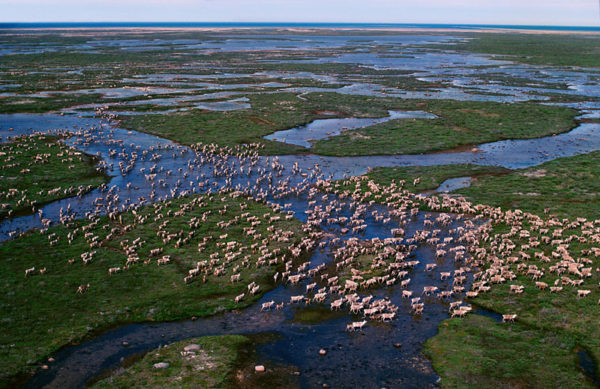 Caribou / reindeer (Rangifer tarandus) migrating across the tundra in summer. Hudson Bay, Canada. © naturepl.com / Bryan and Cherry Alexander / WWF