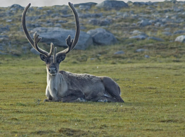 A barren-ground Caribou (Rangifer tarandus) near Chantrey Inlet on the Back River, Northwest Territories, Canada. © Jeremy HARRISON / WWF-Canada