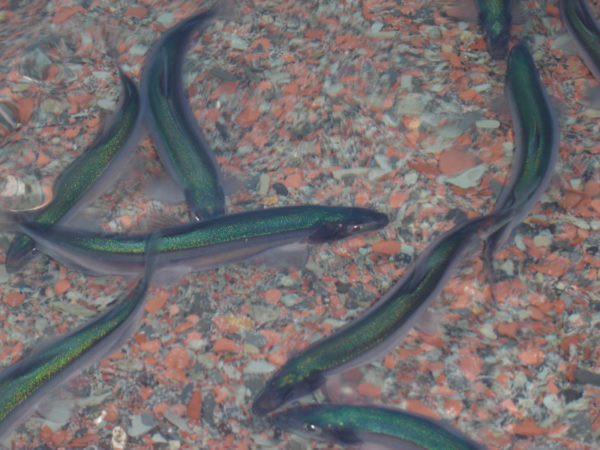 Capelin (Mallotus villosus) spawning on a beach in Petley, Newfoundland, Canada. © Anna OLAFSDOTTIR / WWF-Canada