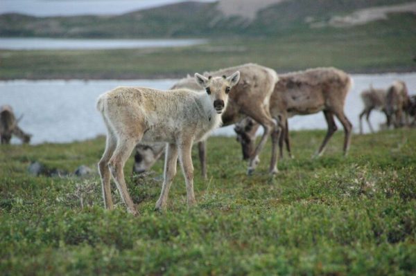caribou2-c-gnwt-biologist-bruno-croft-600x399