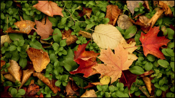 Fallen fall leaves, Elliot Lake. © Leslie Karniszewski 