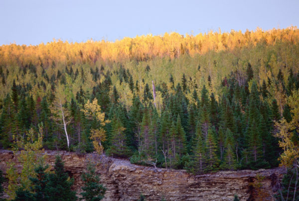Autumn forest on Anticosti Island, Vaureal, Quebec, Canada. © Greg STOTT / WWF-Canada