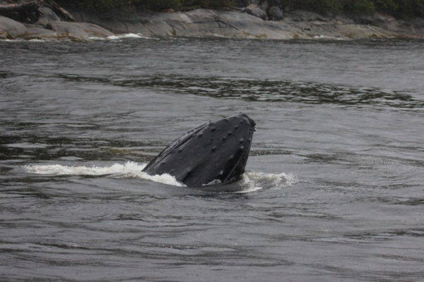 The head of a Humpback whale (Megaptera novaeangliae) rising above the water in the Great Bear Rainforest, British Columbia, Canada. © Natalie Bowes / WWF-Canada