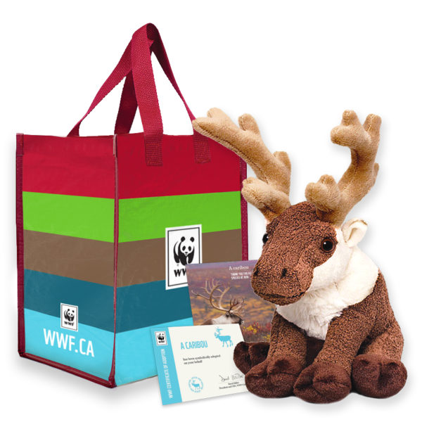caribou-kit-eng-600x600