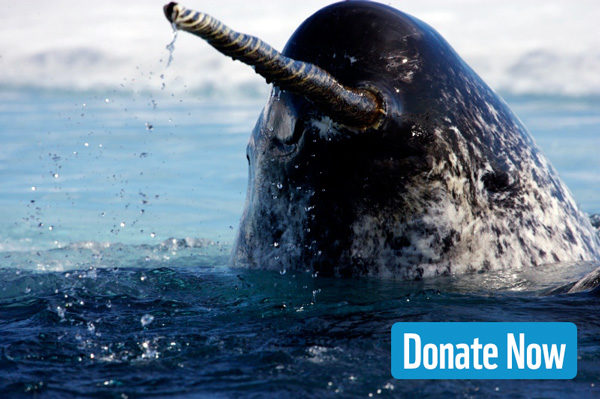 Narwhal surfacing for breath in the Arctic. © Paul Nicklen/National Geographic Stock / WWF-Canada