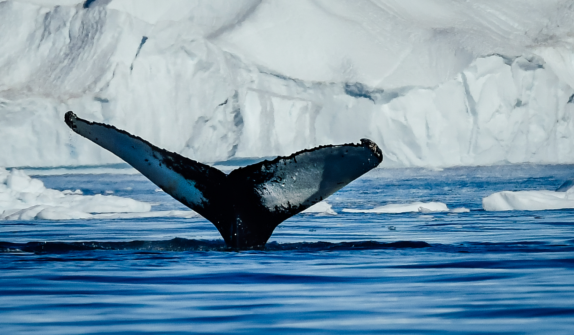 Bowhead whale in Lancaster Sound © Martin Lipman