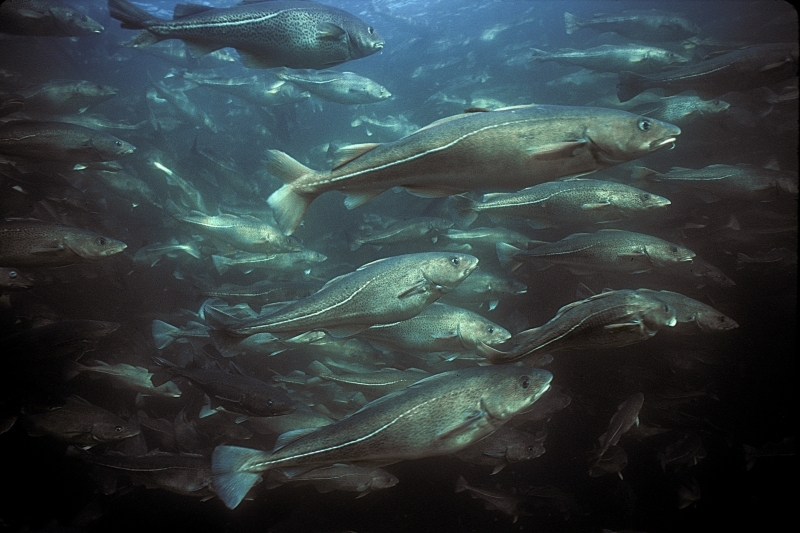 Atlantic cod (Gadus morhua) Newfoundland, Canada. © Gilbert Van Ryckevorsel / WWF-Canada