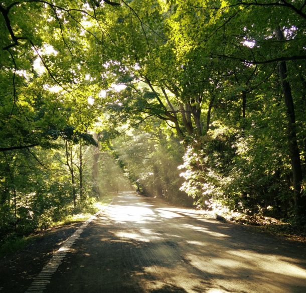 Rue avec arbres