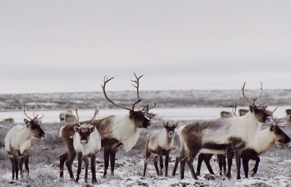 Troupeau de caribous toundriques, au Yukon. © Don Russell